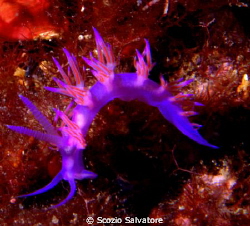 flabellina by Scozio Salvatore 